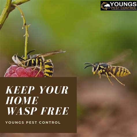 best time to hire pest control for wasps